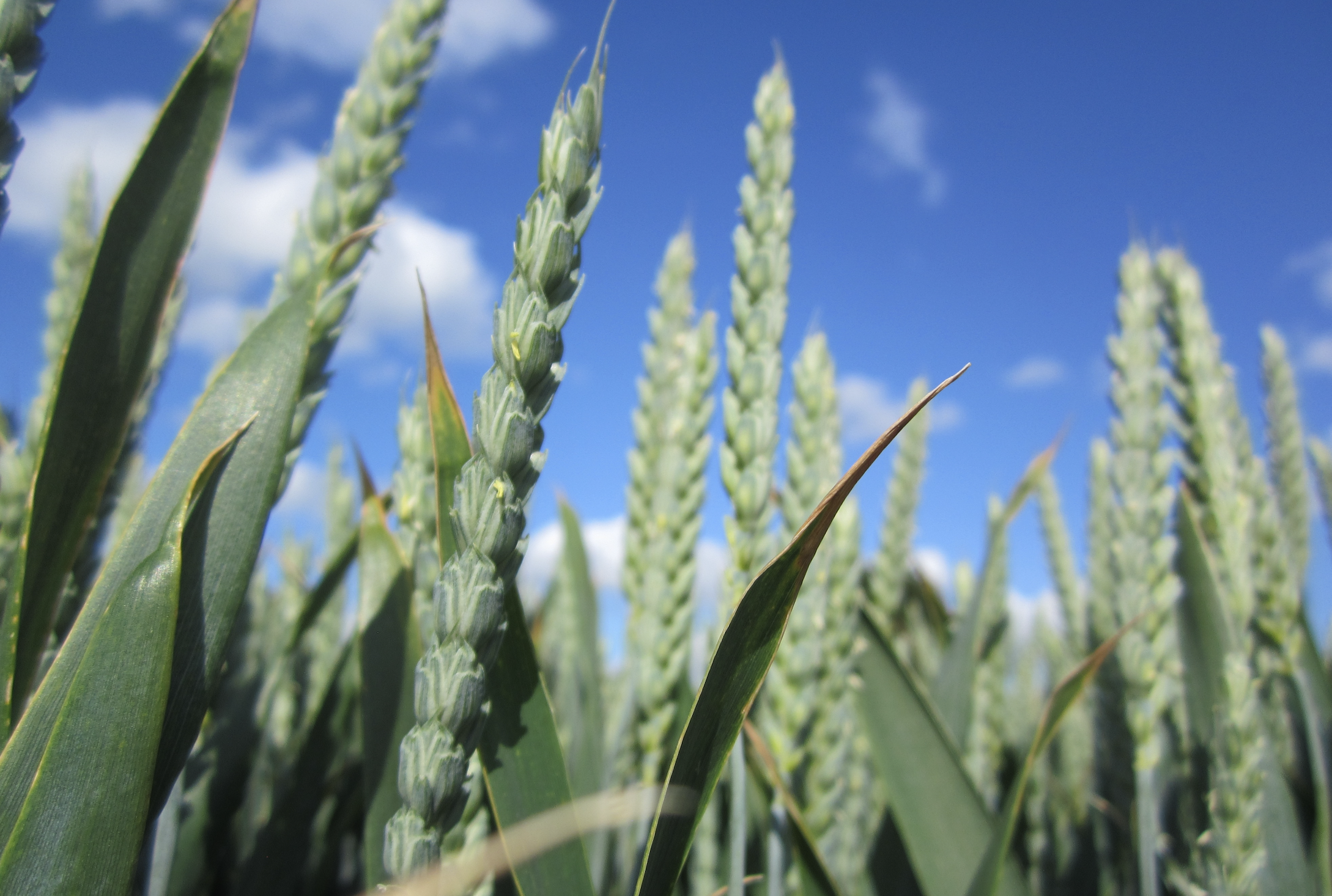 Syngenta and Unium Bioscience 