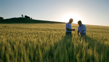 farmers-field-sunset